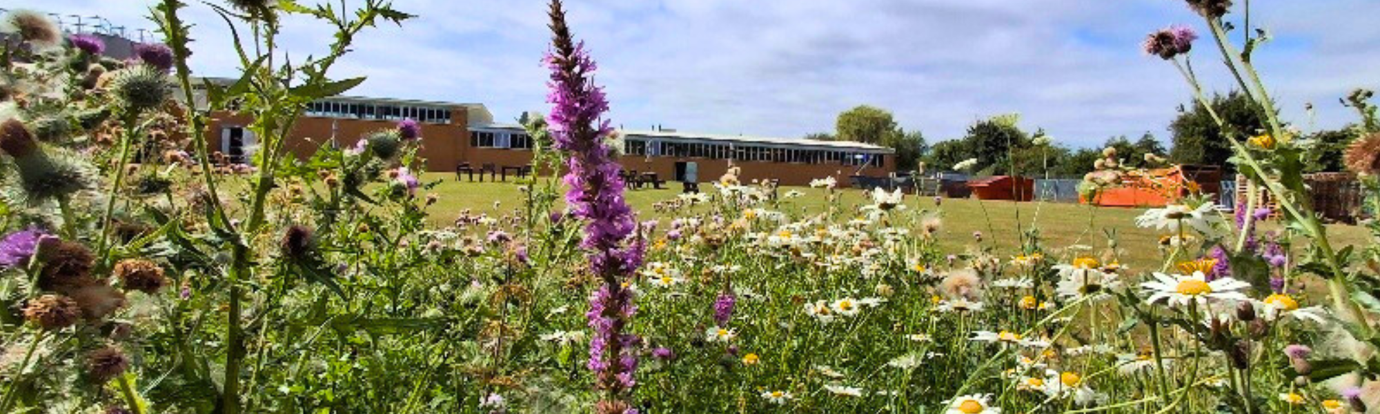 Wildflower area with factory